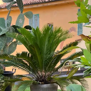 The Jasmine Terrace Retreat Apartment Bologna
